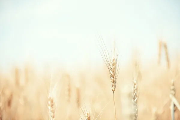 Wheat background Stock Photos, Royalty Free Wheat background Images |  Depositphotos