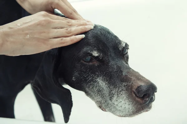 Çamaşır köpek — Stok fotoğraf