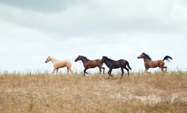 dört atcuatro caballos