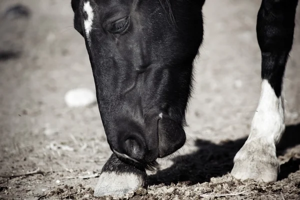 Černý kůň — Stock fotografie