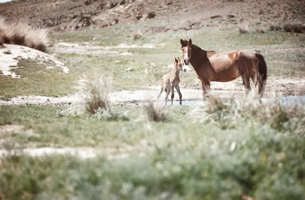 Iki at — Stok fotoğraf