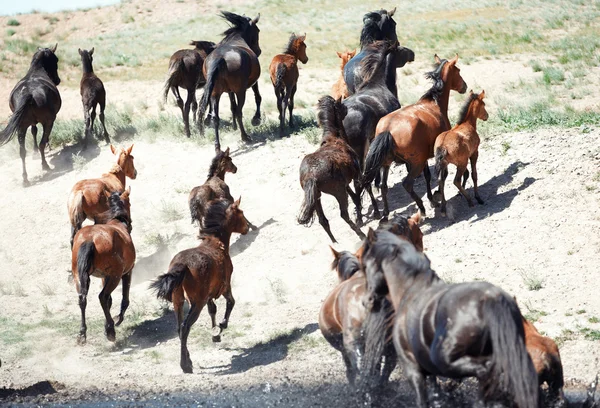 Herd van paarden — Stockfoto