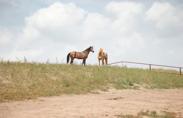 Due cavalli — Foto Stock