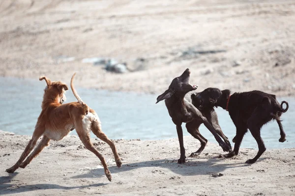 Köpek dövüşü — Stok fotoğraf
