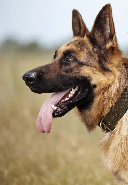 Cão ovino — Fotografia de Stock