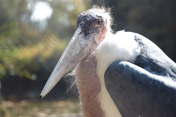 Marabou — Stock Photo, Image