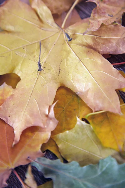 Ważka jesienią — Zdjęcie stockowe