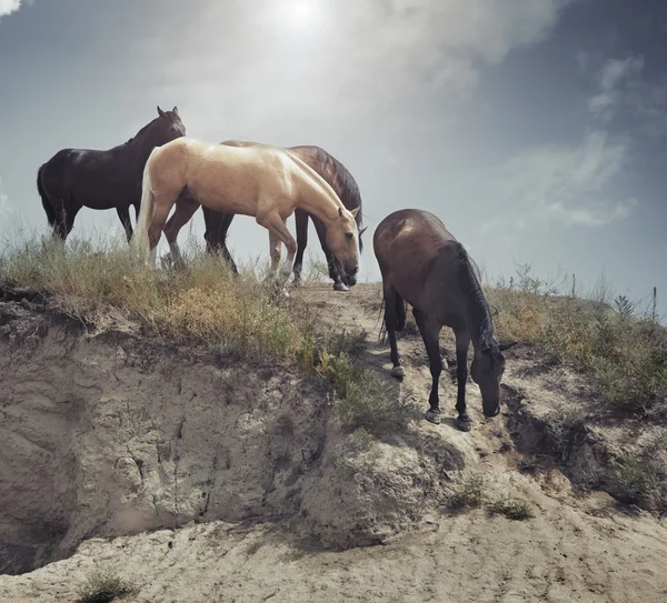 Quatro cavalos na encosta — Fotografia de Stock