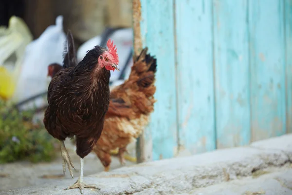 Rooster and hen — Stock Photo, Image