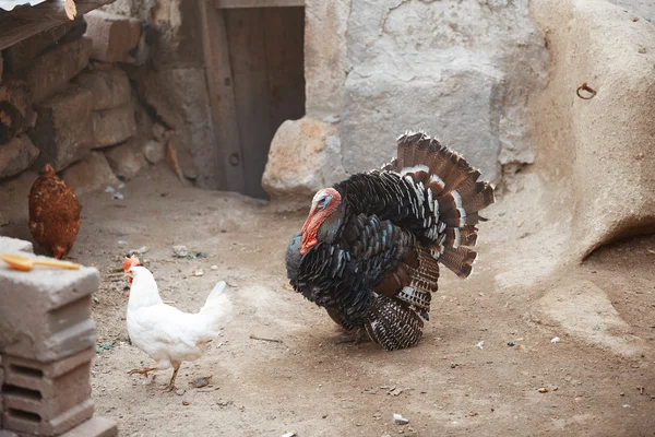 Cocks and Turkey cock — Stock Photo, Image