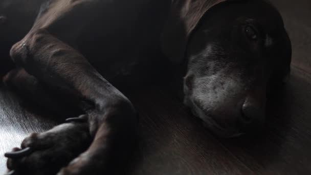 Bruine Hond Thuis Ontspannen Een Vloer Duitse Kortharige Aanwijzer — Stockvideo