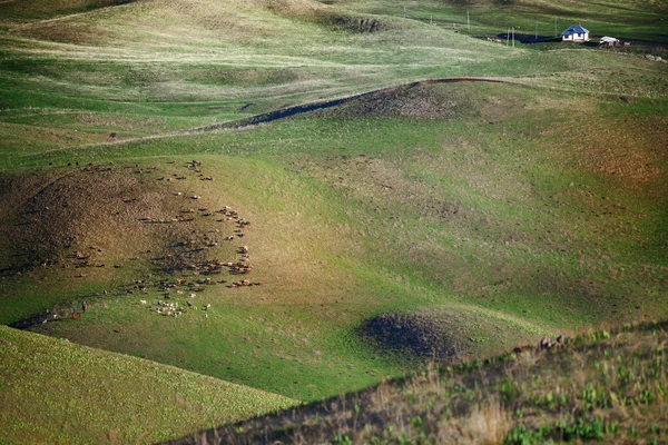 Pastagem Agrícola Área Montanha Mongólia Imagem De Stock