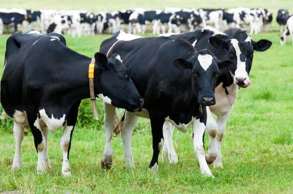 Manada de vacas en el pasto —  Fotos de Stock