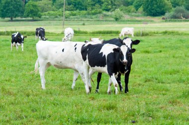 Otlaktaki inek sürüsü