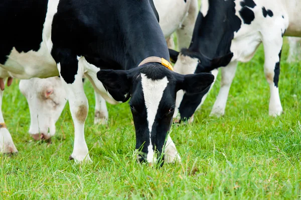 Manada de vacas en el pasto — Foto de Stock