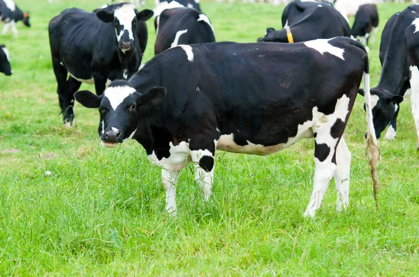 Αγέλη αγελάδων στο βοσκότοπο — Φωτογραφία Αρχείου