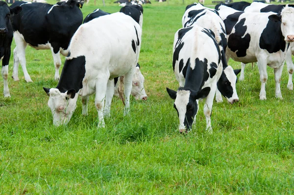 Herd koeien op de weide Stockfoto