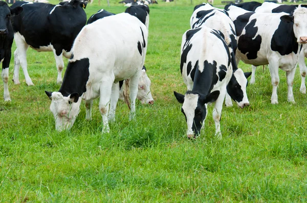 Troupeau de vaches sur le pâturage Photo De Stock