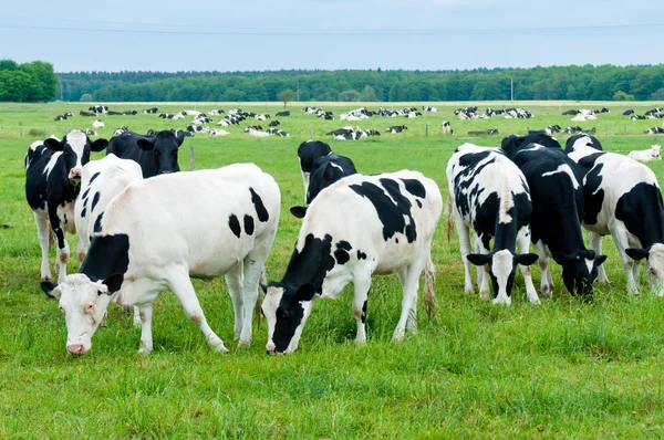 목초지에 있는 젖소 떼 — 스톡 사진