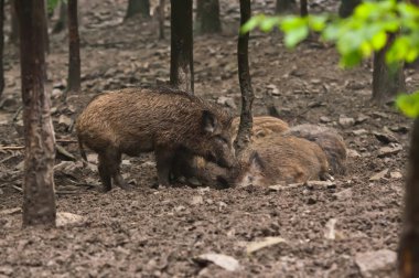 yaban domuzu aile kendi doğal ortamlarında