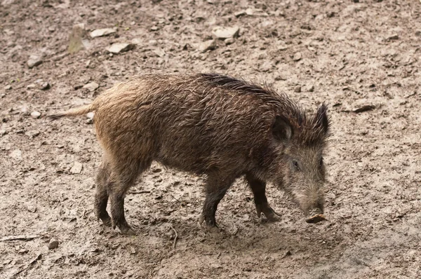 Wild boar in their natural environment — Stock Photo, Image