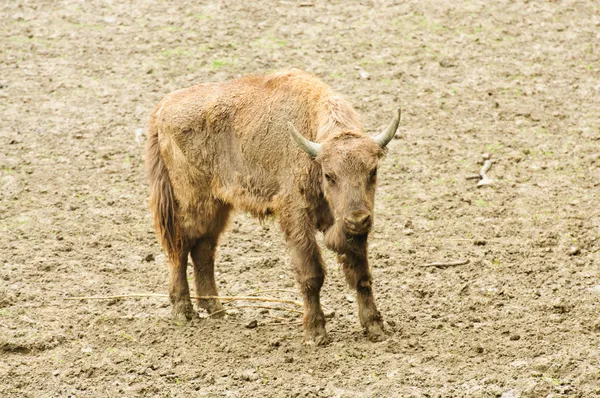 Bisonte joven en su hábitat natural — Foto de Stock