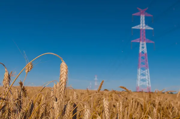 Pylon- och överföringsledning — Stockfoto