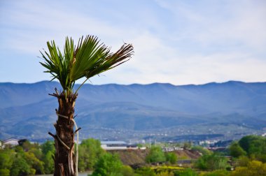 palmiye ağacı bir arka planda dağlar Kafkasya
