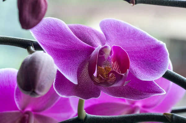 Close up of Beautiful purple orchid - phalaenopsis Orchis purpurea — Stock Photo, Image