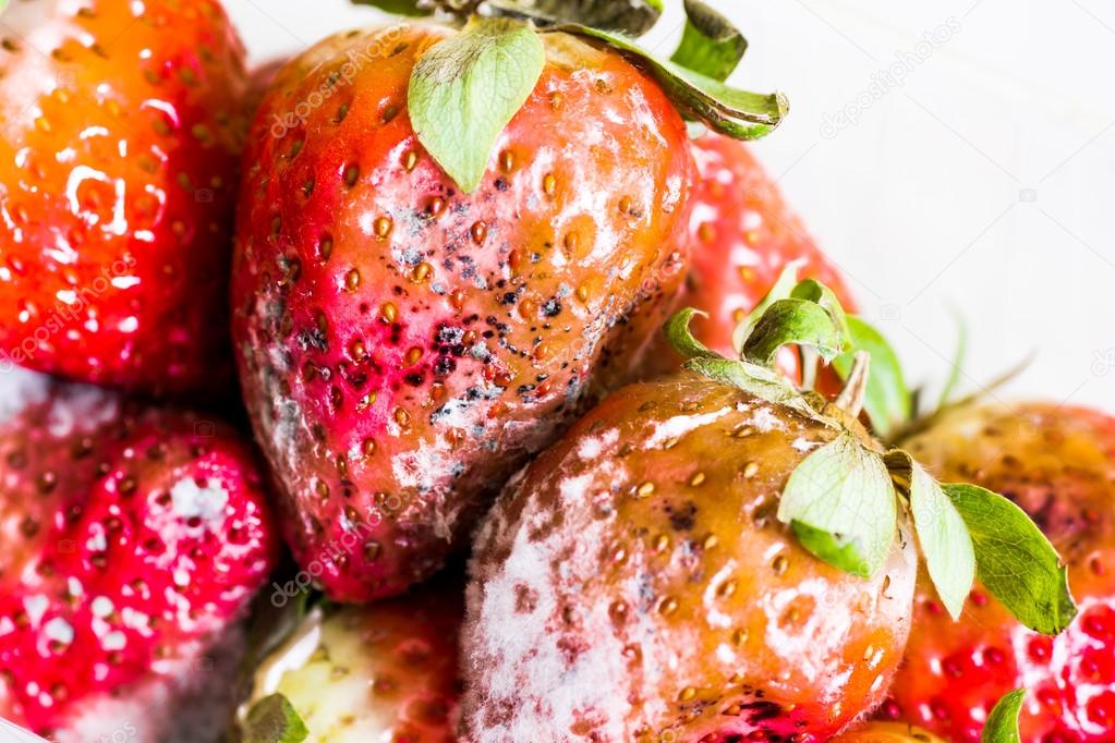 Strawberry With Mold Fungus