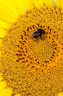 Ayçiçeği üzerinde çalışan makro arı kadar yakın 