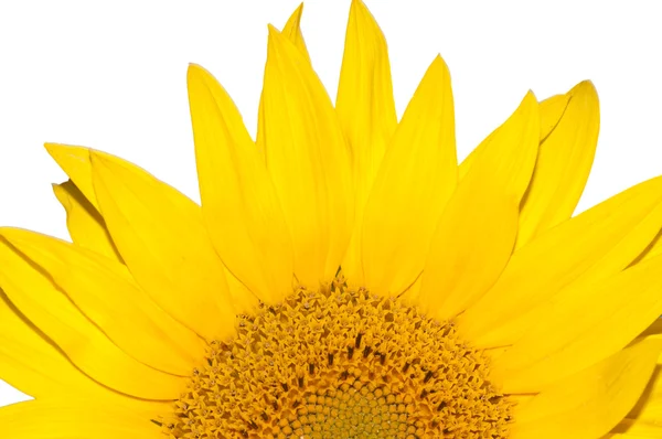 Girasol aislado sobre fondo blanco — Foto de Stock