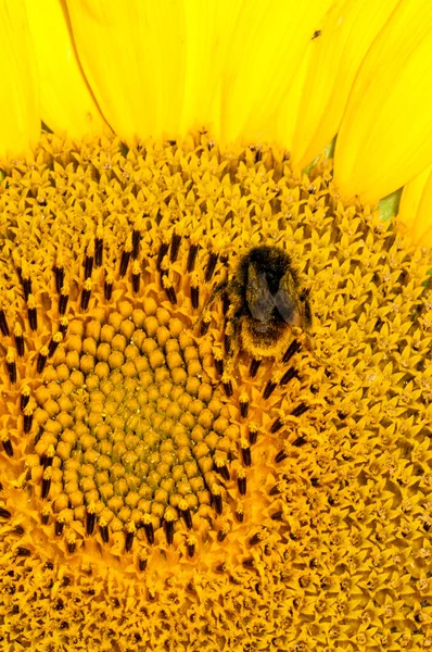 Fechar abelha macro trabalhando no girassol — Fotografia de Stock