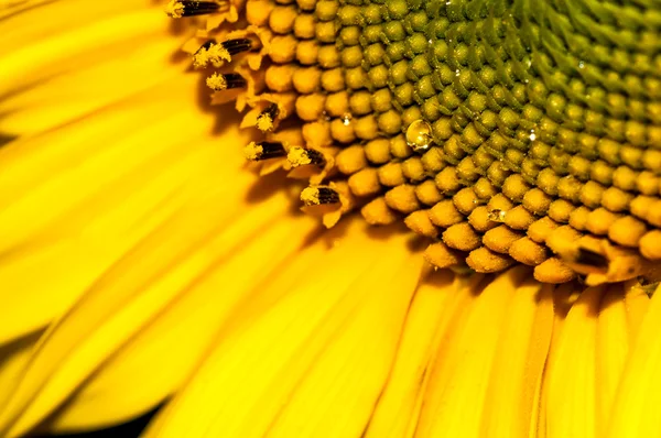 Wassertropfen auf reife Sonnenblumen aus nächster Nähe — Stockfoto