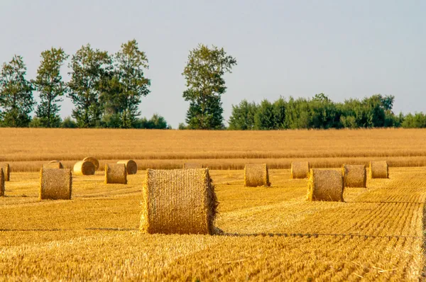 Round straw bales in harvested fields and blue sky — Stock Photo, Image