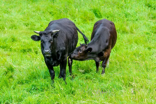 Vaca preta em um pasto verde com bezerro — Fotografia de Stock