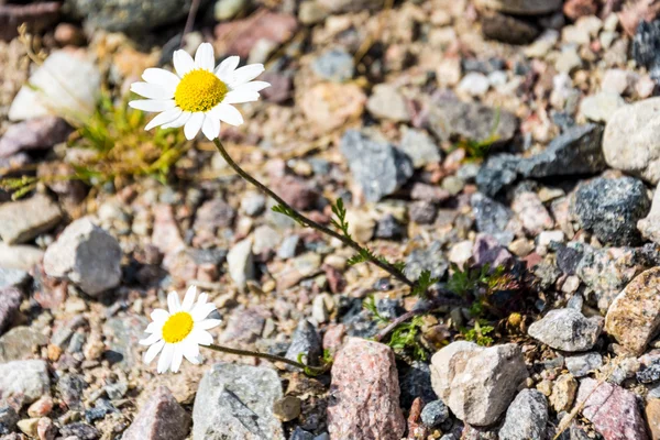 Two daisy growing on the stones — Stock Photo, Image