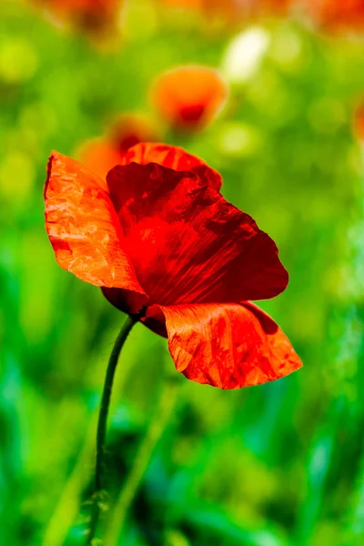 Prairie avec de belles fleurs de pavot rouge vif au printemps — Photo