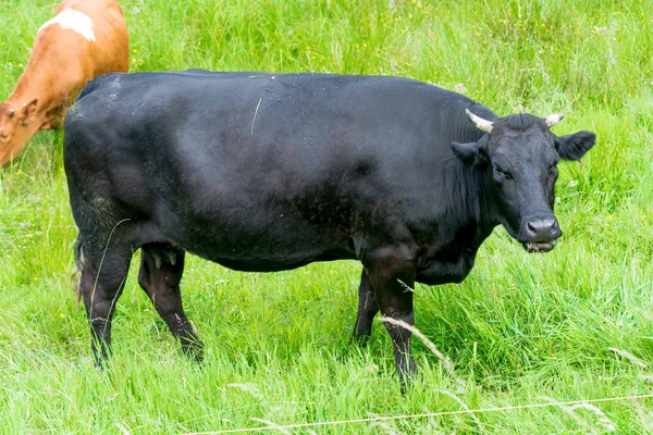 Vaca preta em um pasto verde na fazenda de gado — Fotografia de Stock