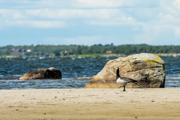 Wild duck on beach by the sea — Stock Photo, Image