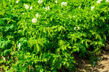 Patates alan ve güneşli yaz gün