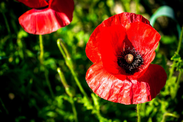 Meadow with beautiful bright red poppy flowers in spring
