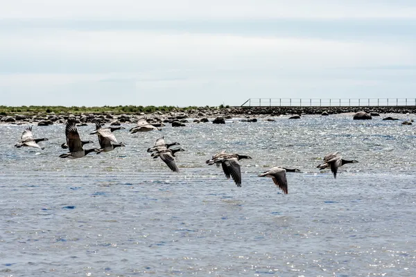 Divoké kachny létání nad mořem — Stock fotografie