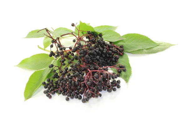 Frische schwarze Holunderbeeren — Stockfoto