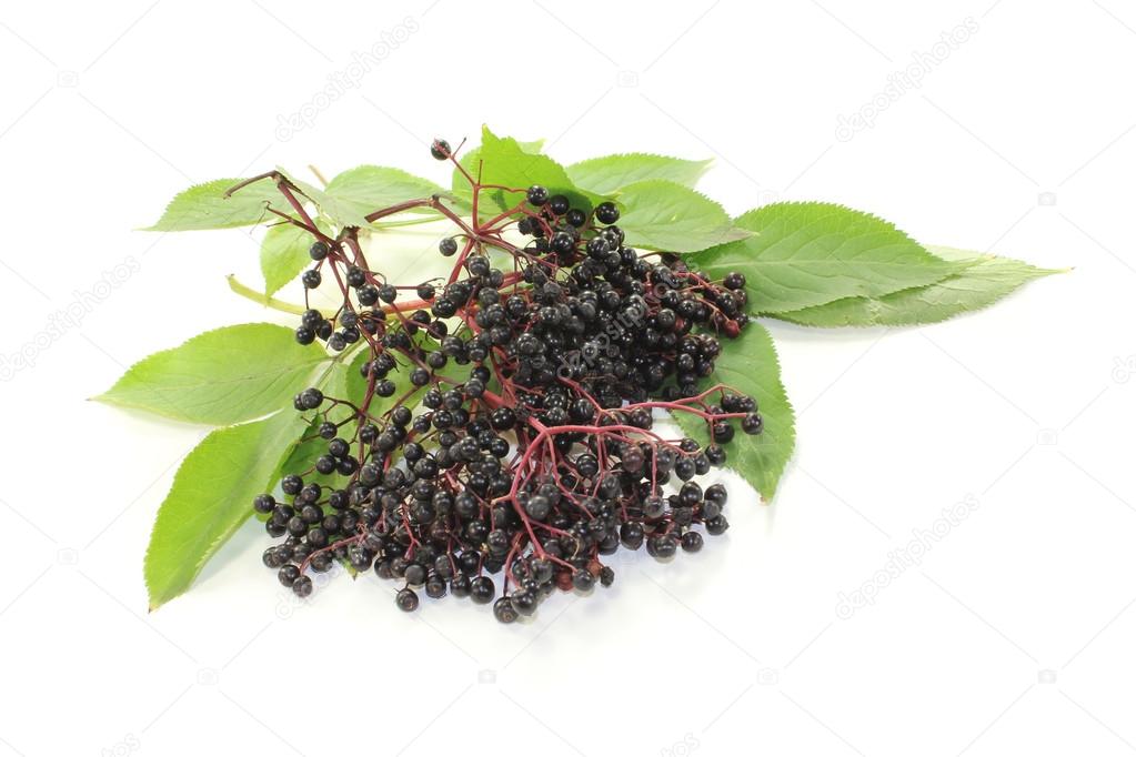 fresh black elder berries