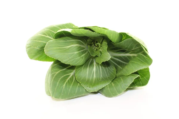 Πρώτες pak choi — Φωτογραφία Αρχείου