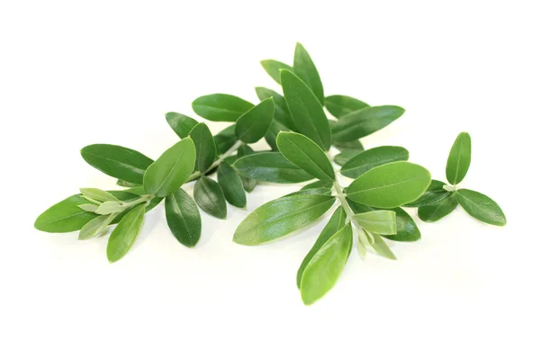 Olive branches — Stock Photo, Image