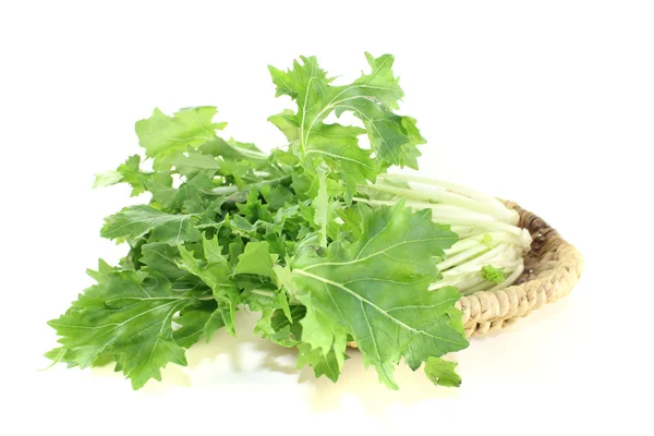 Fresh Turnip green leafs — Stock Photo, Image