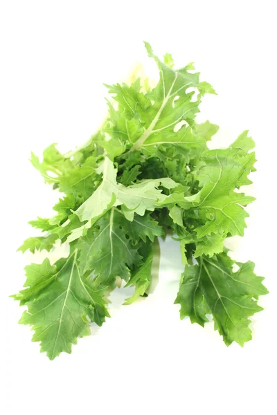 Fresh Turnip green — Stock Photo, Image