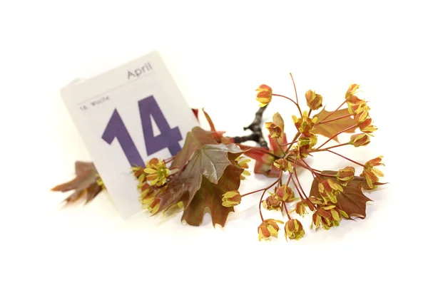 Hermosas flores de arce con hoja de calendario — Foto de Stock
